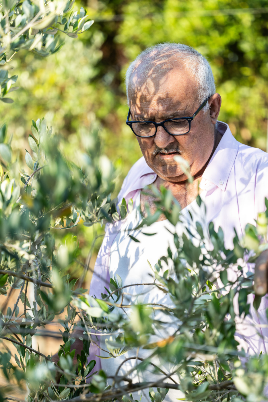 L'olio