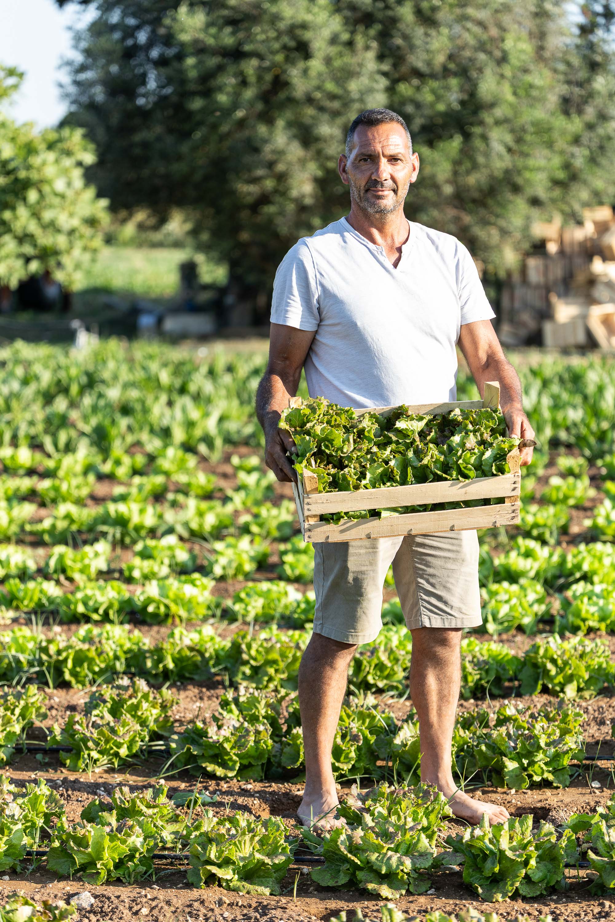 Le verdure