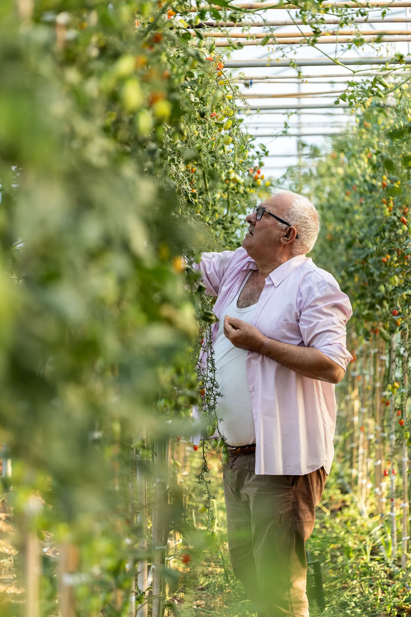 Tra le piante di pomodoro nella serra dell'azienda