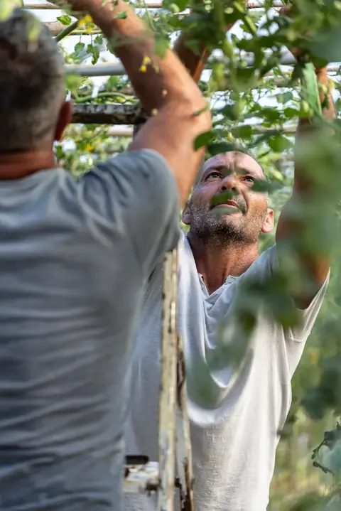 Due contadini al lavoro tra i rami del pergolato