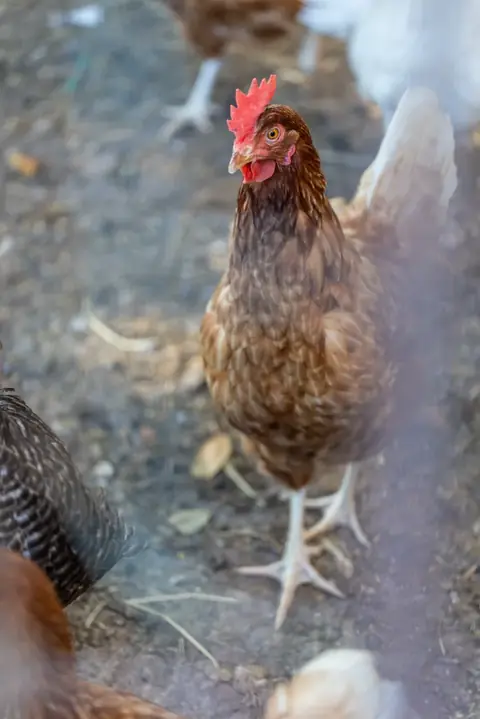 Una gallina nell'aia dell'azienda